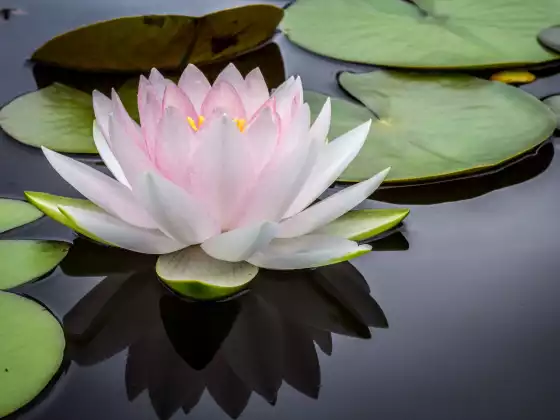 灵气大师周末