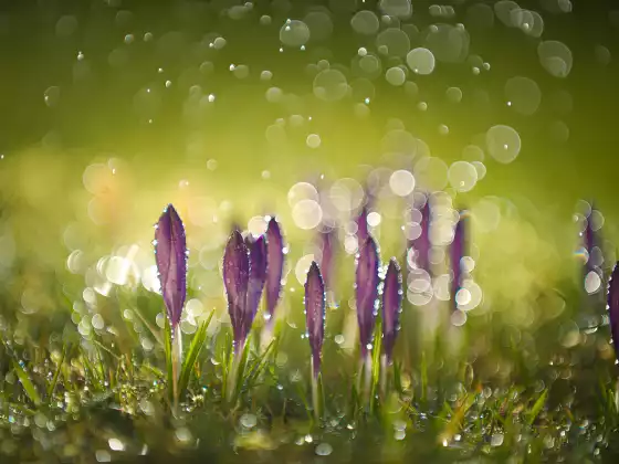 Spring Equinox Ceremony - Playing with Fairies