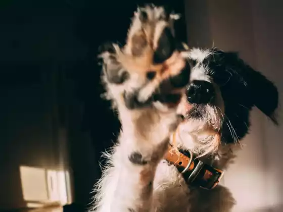 La nostra connessione con gli animali Webinar 6: domande e risposte speciali