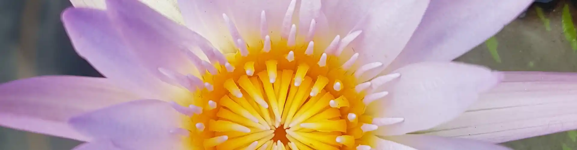 Le voyage des chakras : une exploration du système des chakras pour la santé et la guérison - Online Class by Megan Edge