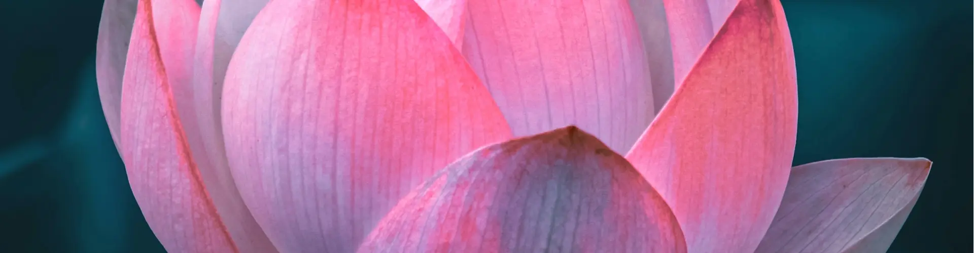 Fine settimana di Reiki Mastership - Online Class by Jamie Butler