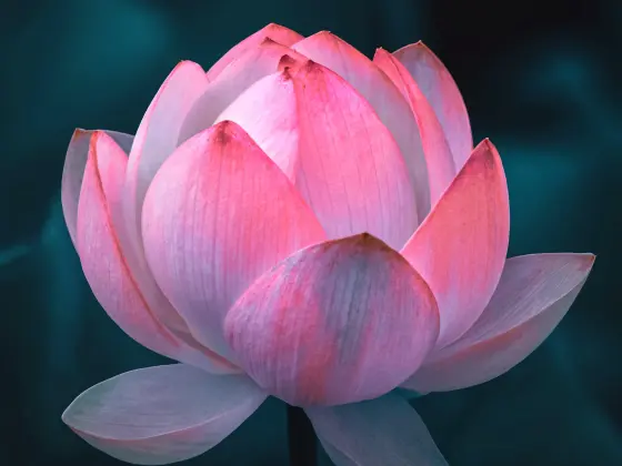 Fine settimana di Reiki Mastership